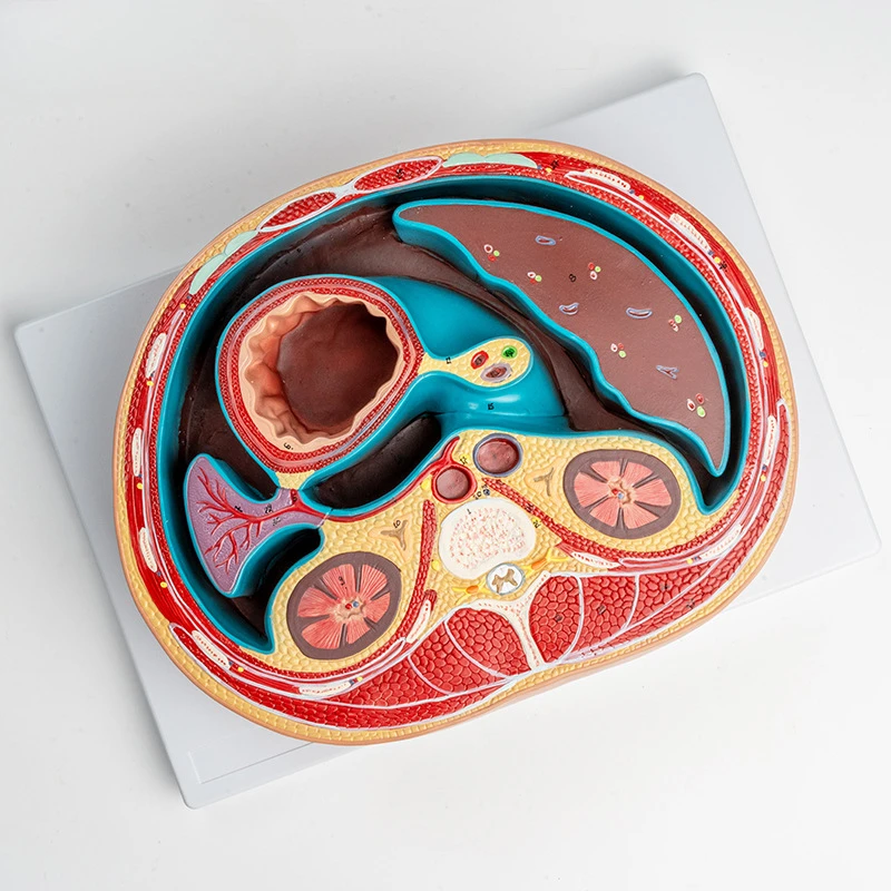 A 1:1 Abdominal Cross-sectional Anatomical Model Thoracic Spine Liver Intestinal Muscle Horizontal Dissection Teaching Tool
A 1:1 Abdominal Cross-sectional Anatomical Model Thoracic Spine Liver Intestinal Muscle Horizontal Dissection Teaching Tool