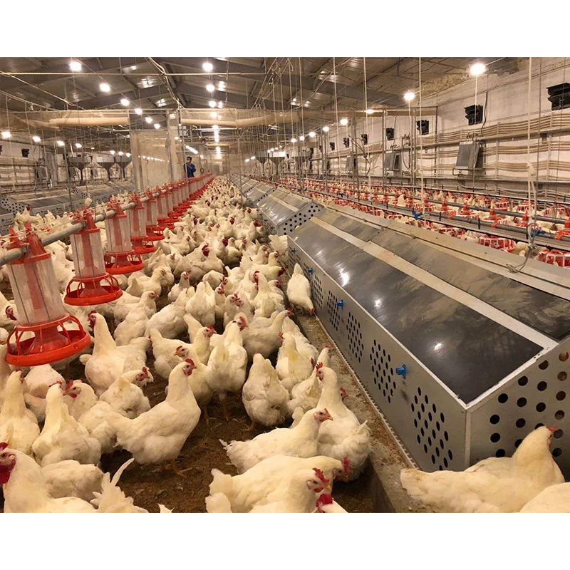 New Arrived Full Automatic Poultry Chicken Feed Processing Machine Egg Collection Machine
New Arrived Full Automatic Poultry Chicken Feed Processing Machine Egg Collection Machine