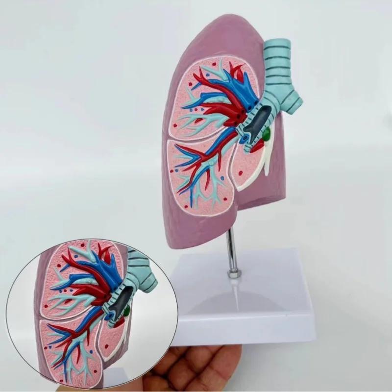 High-quality medical teaching model of human respiratory system pulmonary anatomy
High-quality medical teaching model of human respiratory system pulmonary anatomy