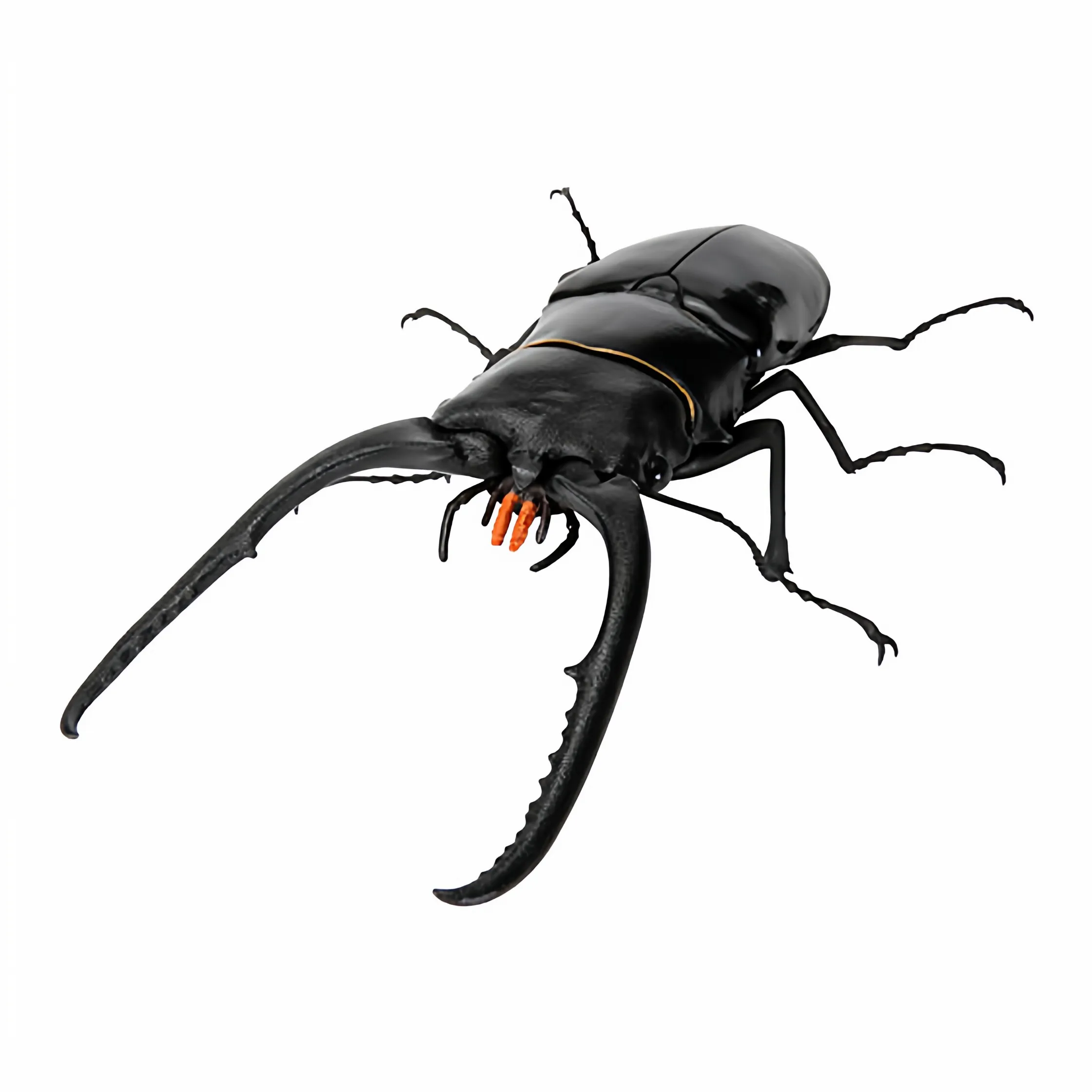 Bandai Genuine Capsule Toys The Great Illustrated Book of Life 11 Rhinoceros Beetle Beetle Realistic Insect Ornament Random
Bandai Genuine Capsule Toys The Great Illustrated Book of Life 11 Rhinoceros Beetle Beetle Realistic Insect Ornament Random