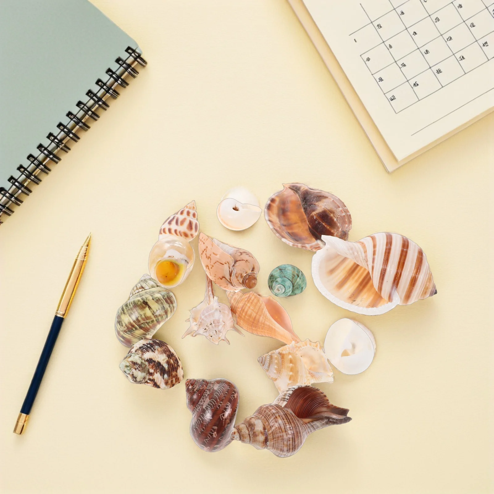 15 Pcs Aquarium Decoration Seashell Seashells Beachy Crafts Style Ornaments Conch
15 Pcs Aquarium Decoration Seashell Seashells Beachy Crafts Style Ornaments Conch