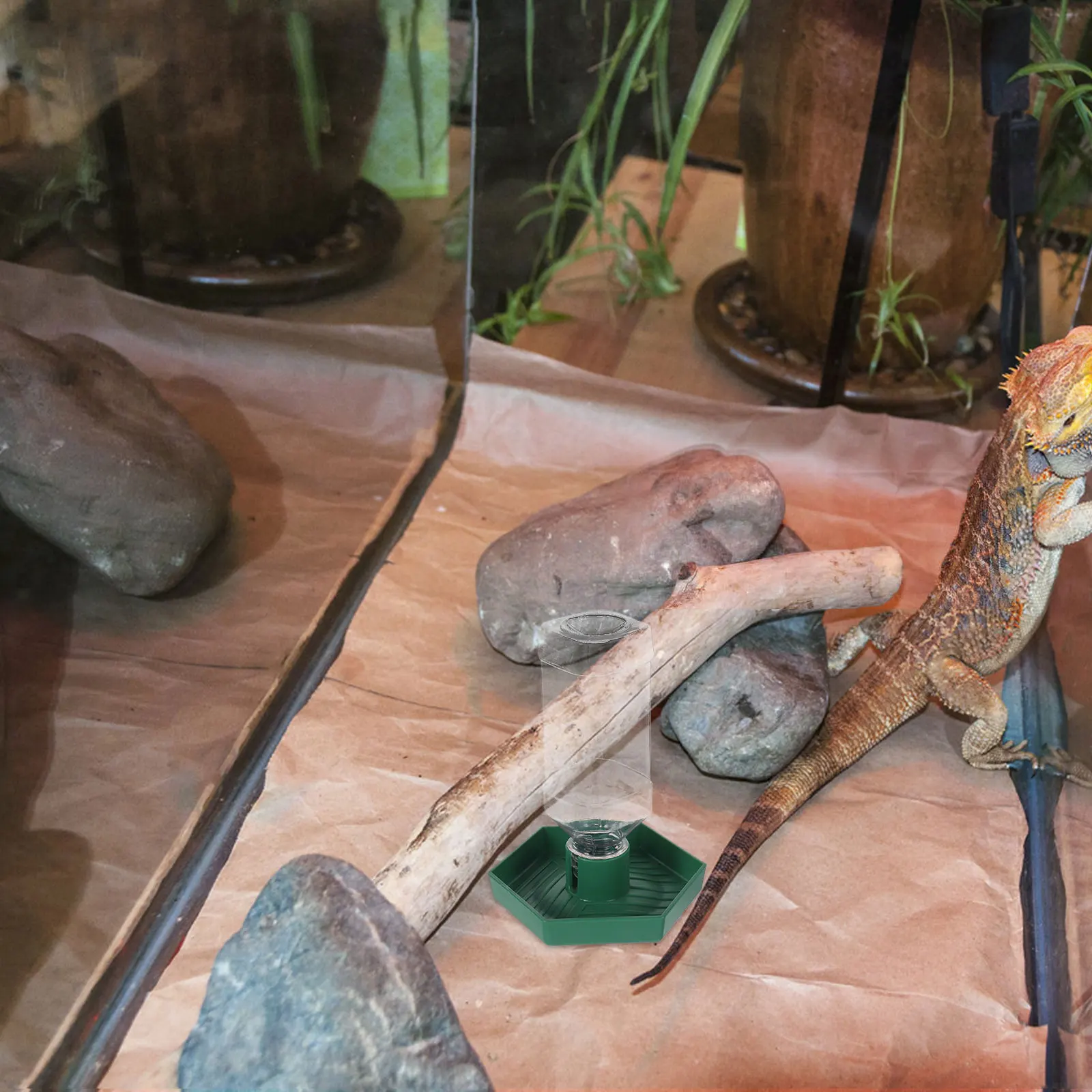 2Pcs Reptile Drinking Water Basin for Tortoise Lizard Snake Easy Clean Plastic Water Dish for Terrarium Daily Use
2Pcs Reptile Drinking Water Basin for Tortoise Lizard Snake Easy Clean Plastic Water Dish for Terrarium Daily Use