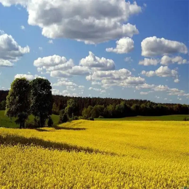 For Volkswagen Sagitar 2012-2018 Control of the Trunk Electric Tailgate Car Accessories Automatic Trunk Opening Drive Power Kit
For Volkswagen Sagitar 2012-2018 Control of the Trunk Electric Tailgate Car Accessories Automatic Trunk Opening Drive Power Kit