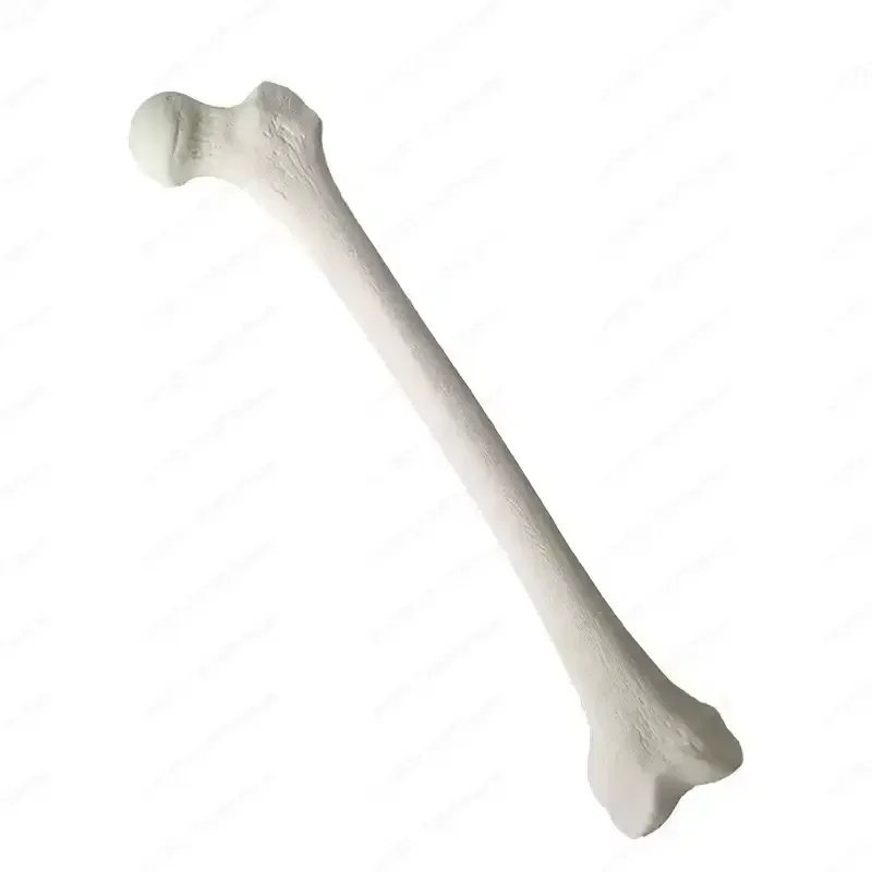 Имитация кости бедренной кости Sawbones Мастерская псевдобона Преоперационная практическая тренировка Упражнения Скелет кости бедра человека.
Имитация кости бедренной кости Sawbones Мастерская псевдобона Преоперационная практическая тренировка Упражнения Скелет кости бедра человека.