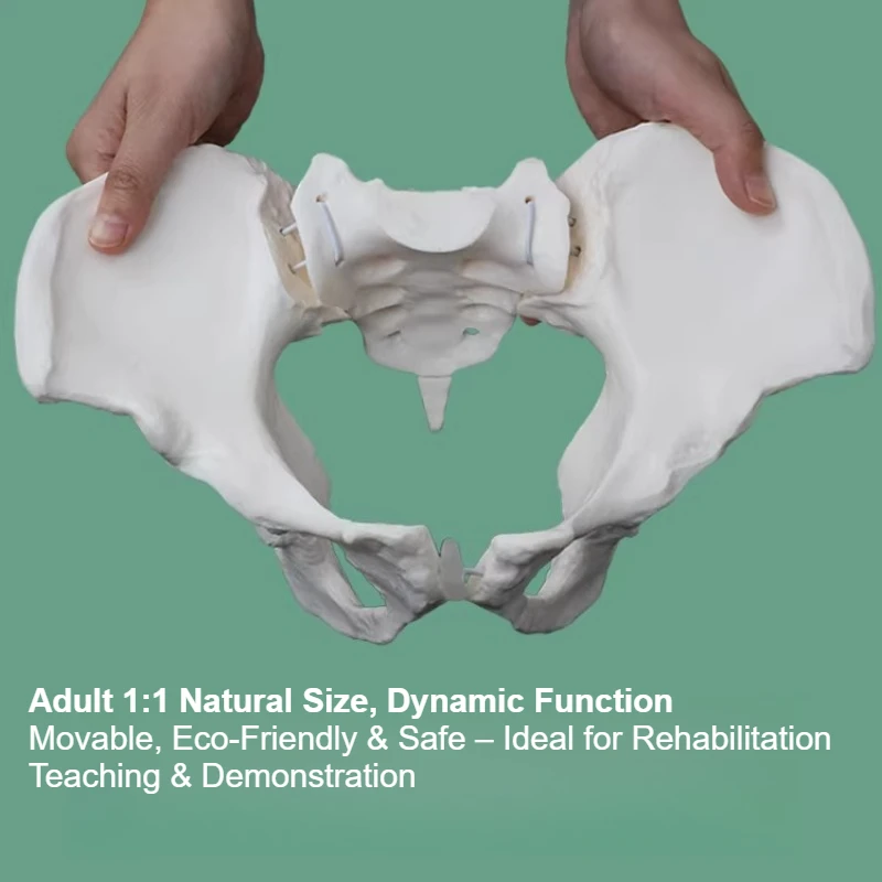 PVC Human Pelvic with Five Lumbar Vertebrae and Femur Model Orthopedics Spinal Column Spine Model Skeleton Anatomy
PVC Human Pelvic with Five Lumbar Vertebrae and Femur Model Orthopedics Spinal Column Spine Model Skeleton Anatomy