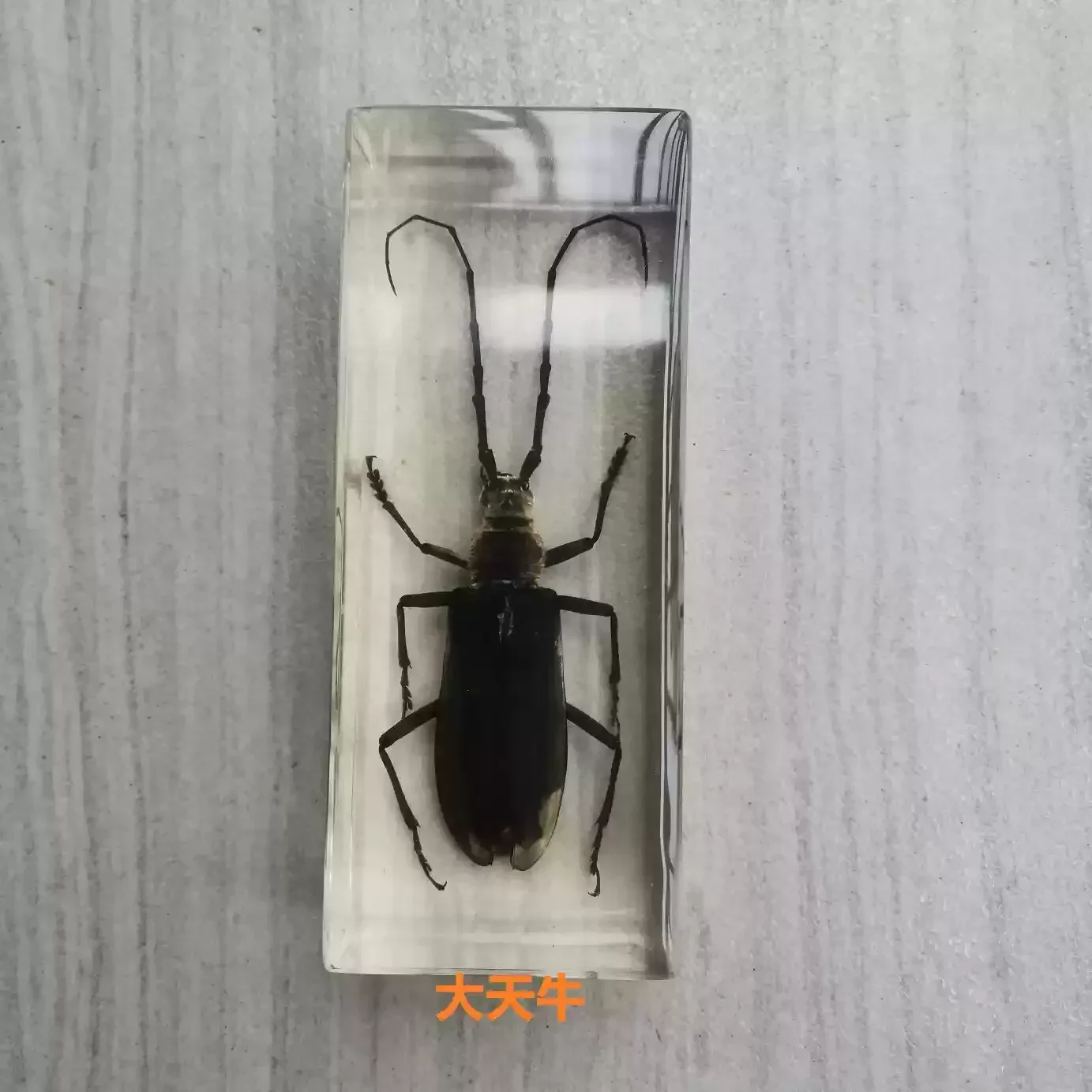 29 Resin Insect Bug Specimen Taxidermy Epoxy Resin Bug Spiders Beetles Specimen Model Scorpion Insect Crafts Decoration Ornament
29 Resin Insect Bug Specimen Taxidermy Epoxy Resin Bug Spiders Beetles Specimen Model Scorpion Insect Crafts Decoration Ornament