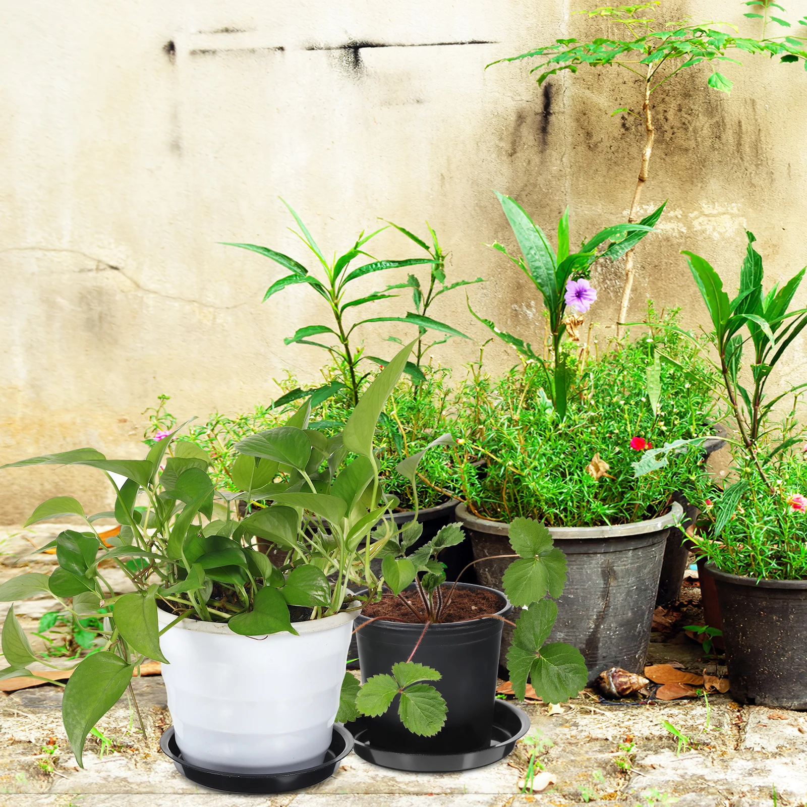 10Pcs Plastic Plant Tray Round Flower Pot Saucer Flat Bottom Water Drip Tray Suitable Size Indoor Outdoor Plant Saucer
10Pcs Plastic Plant Tray Round Flower Pot Saucer Flat Bottom Water Drip Tray Suitable Size Indoor Outdoor Plant Saucer