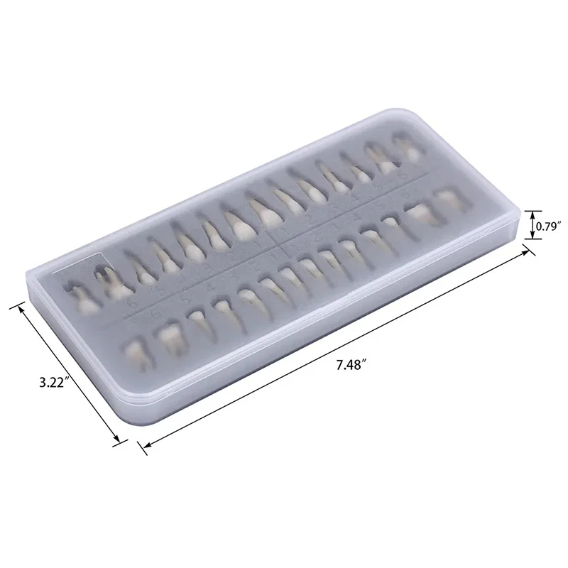 Dental 1: 1 Permanent Teeth Demonstration Teach Study Model 28Pcs Dentist Implant Teaching Model Dentist Products
Dental 1: 1 Permanent Teeth Demonstration Teach Study Model 28Pcs Dentist Implant Teaching Model Dentist Products
