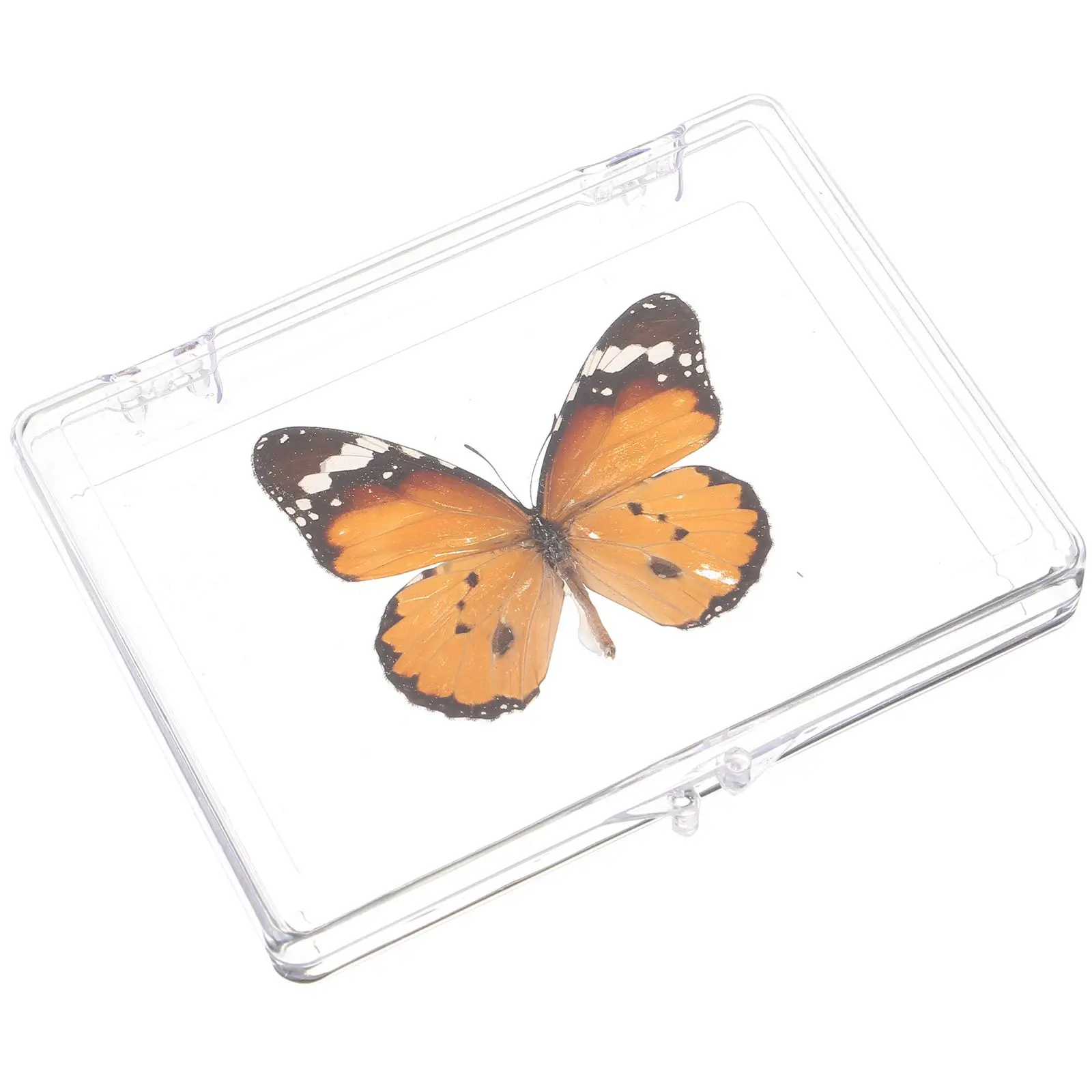 Boxed Butterfly Specimen Child Room Decor for Teen Girls Plastic Desktop Stands
Boxed Butterfly Specimen Child Room Decor for Teen Girls Plastic Desktop Stands