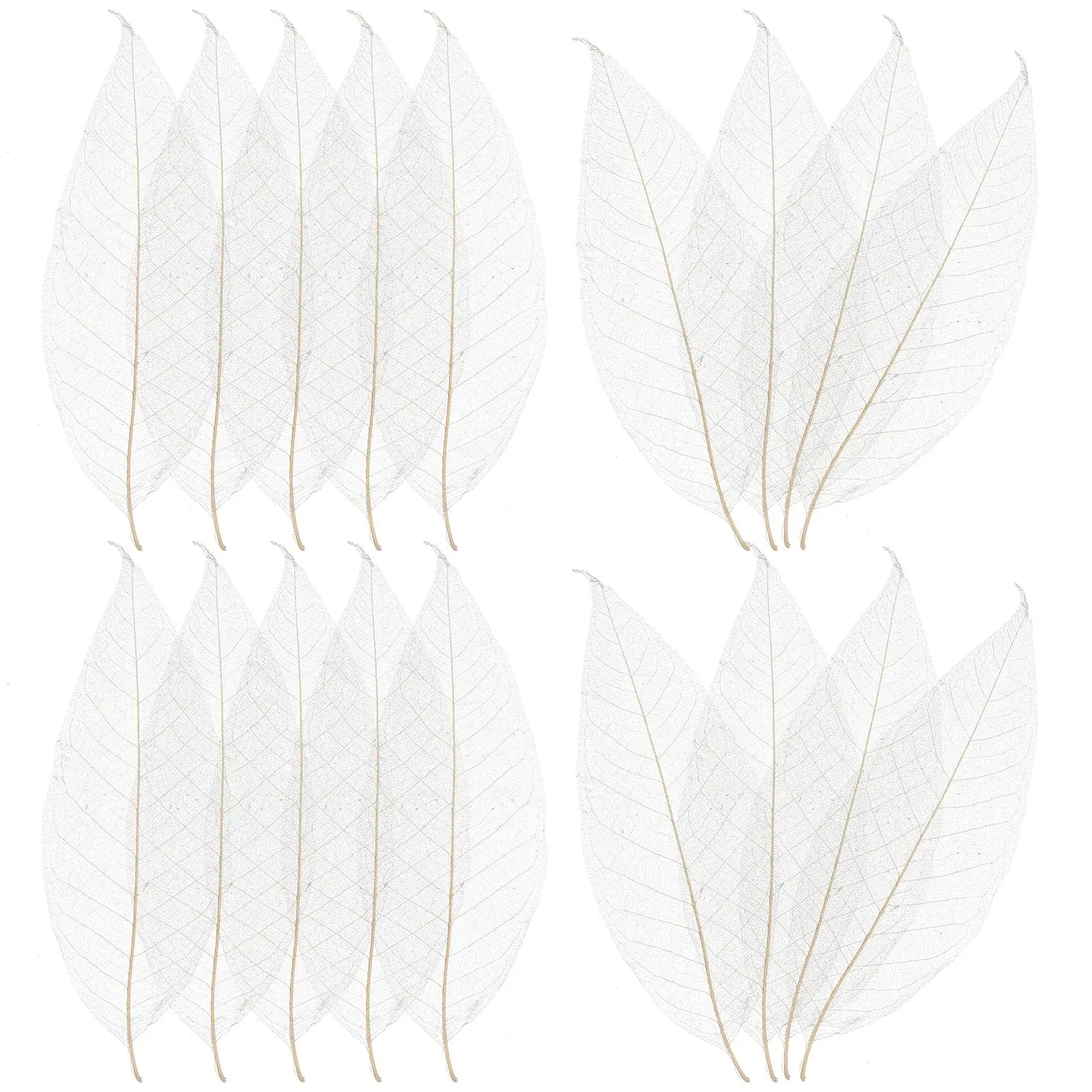 Leaf Vein Specimens Craft Project Materials Dried Flowers Decoration Tree Leaves Bookmark Accessories
Leaf Vein Specimens Craft Project Materials Dried Flowers Decoration Tree Leaves Bookmark Accessories