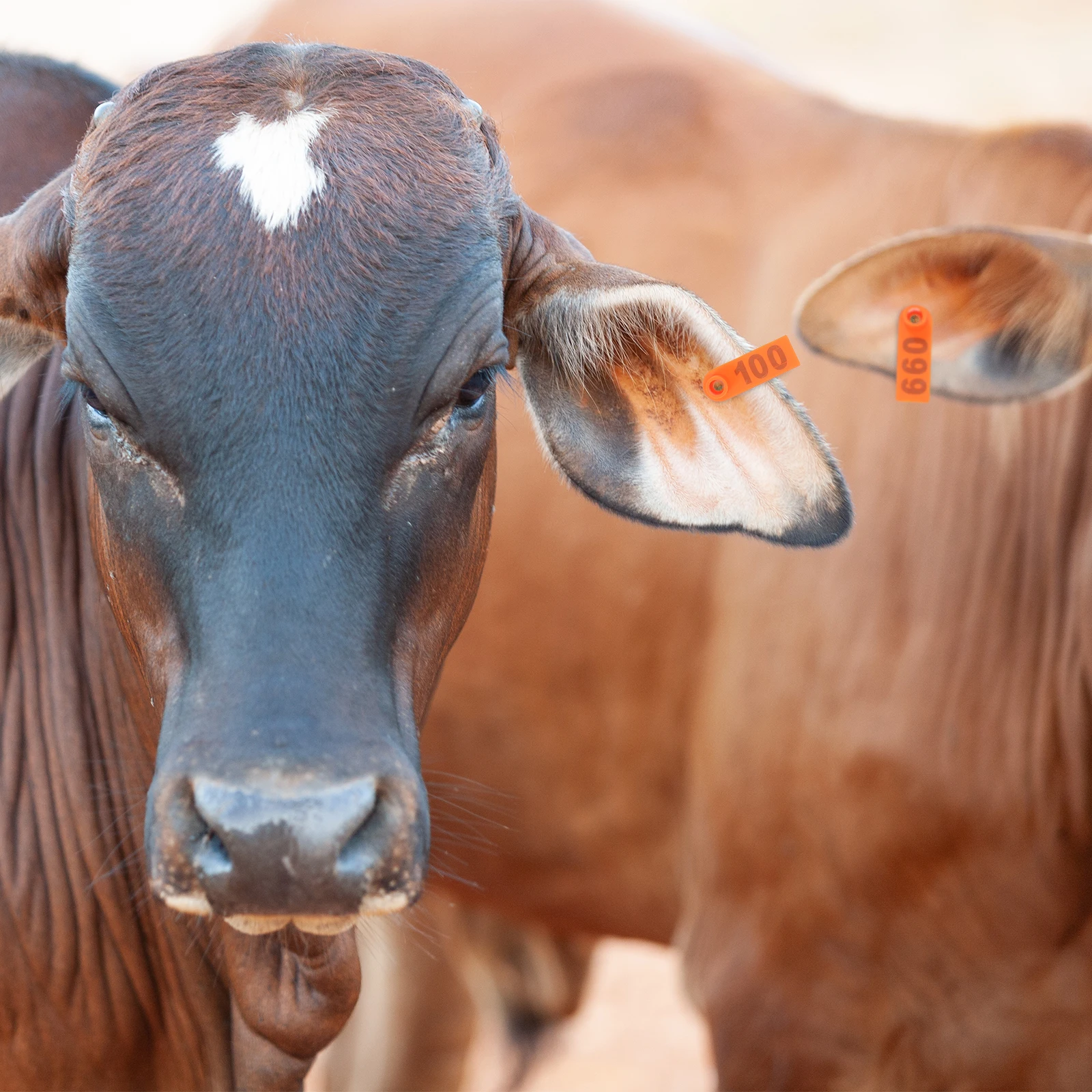 100pcs Cattle Ear Tags Livestock Identification Tags For Sheep Cow Calf Plastic Animal Ear Markers Farm Management Tool Reusable
100pcs Cattle Ear Tags Livestock Identification Tags For Sheep Cow Calf Plastic Animal Ear Markers Farm Management Tool Reusable