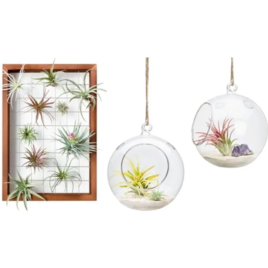 Air Plant Frame Hanging Glass Planter Round Air Plant Terrarium Globe for Succulent, Tillandsia, Air Plants
Air Plant Frame Hanging Glass Planter Round Air Plant Terrarium Globe for Succulent, Tillandsia, Air Plants