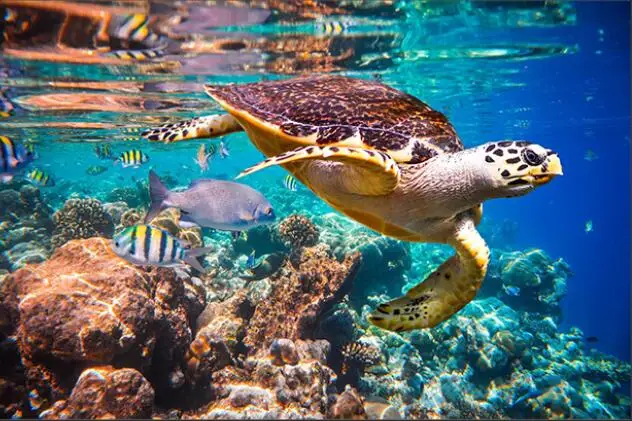 More style Painting Ocean Sea Turtle Art Film Print Silk Poster Home Wall Decor 24x36inch
More style Painting Ocean Sea Turtle Art Film Print Silk Poster Home Wall Decor 24x36inch