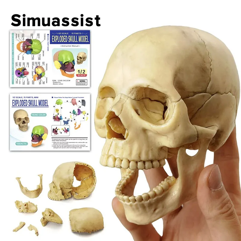 15PCS/SET Anatomy Exploded Skull Model 4D Disassembled Classic Skull Model Detachable Medical Teaching Tool
15PCS/SET Anatomy Exploded Skull Model 4D Disassembled Classic Skull Model Detachable Medical Teaching Tool