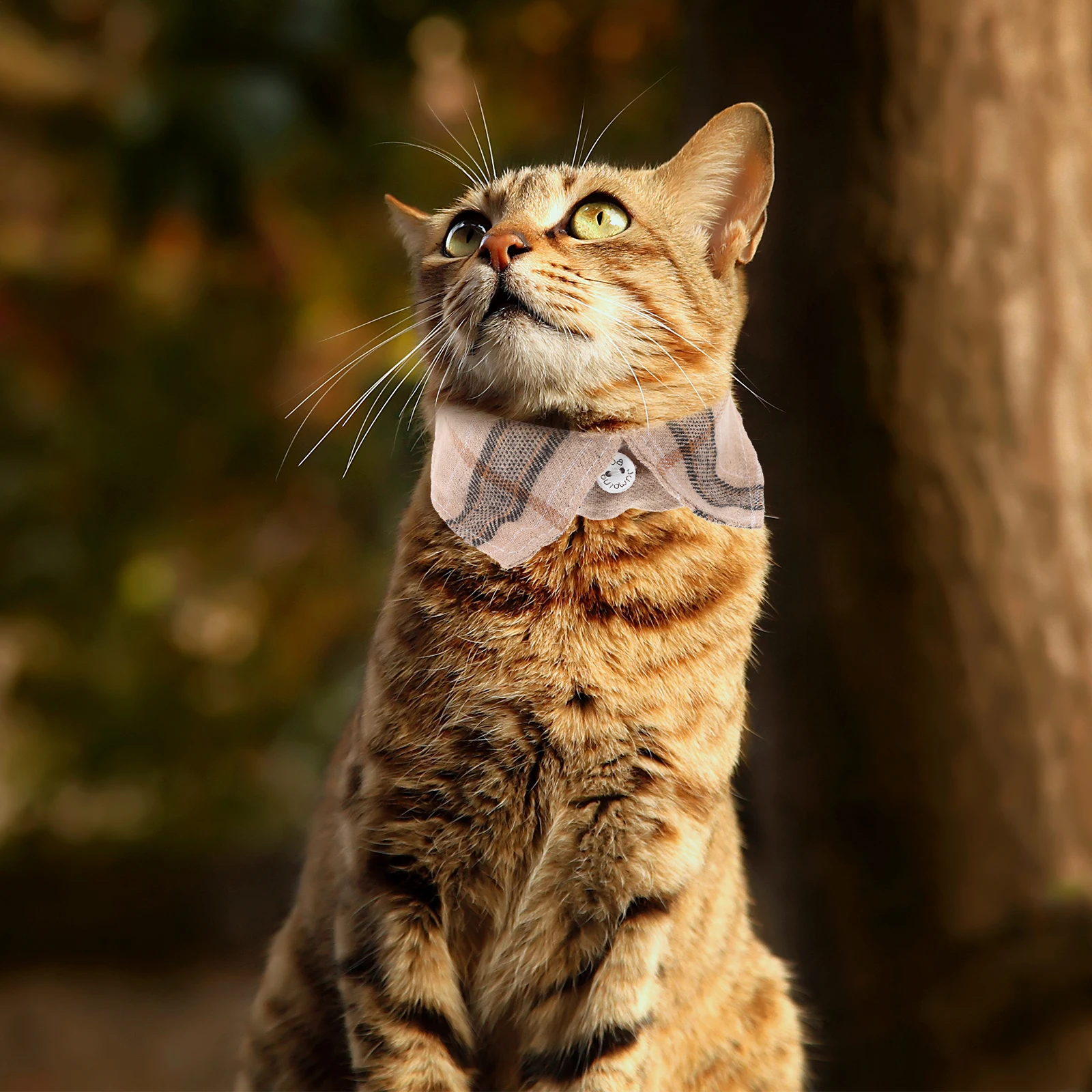 Pet Collar Tie Cat Plaid Kitten Collars Rope Cute with Bowtie Adjustable Cloth
Pet Collar Tie Cat Plaid Kitten Collars Rope Cute with Bowtie Adjustable Cloth