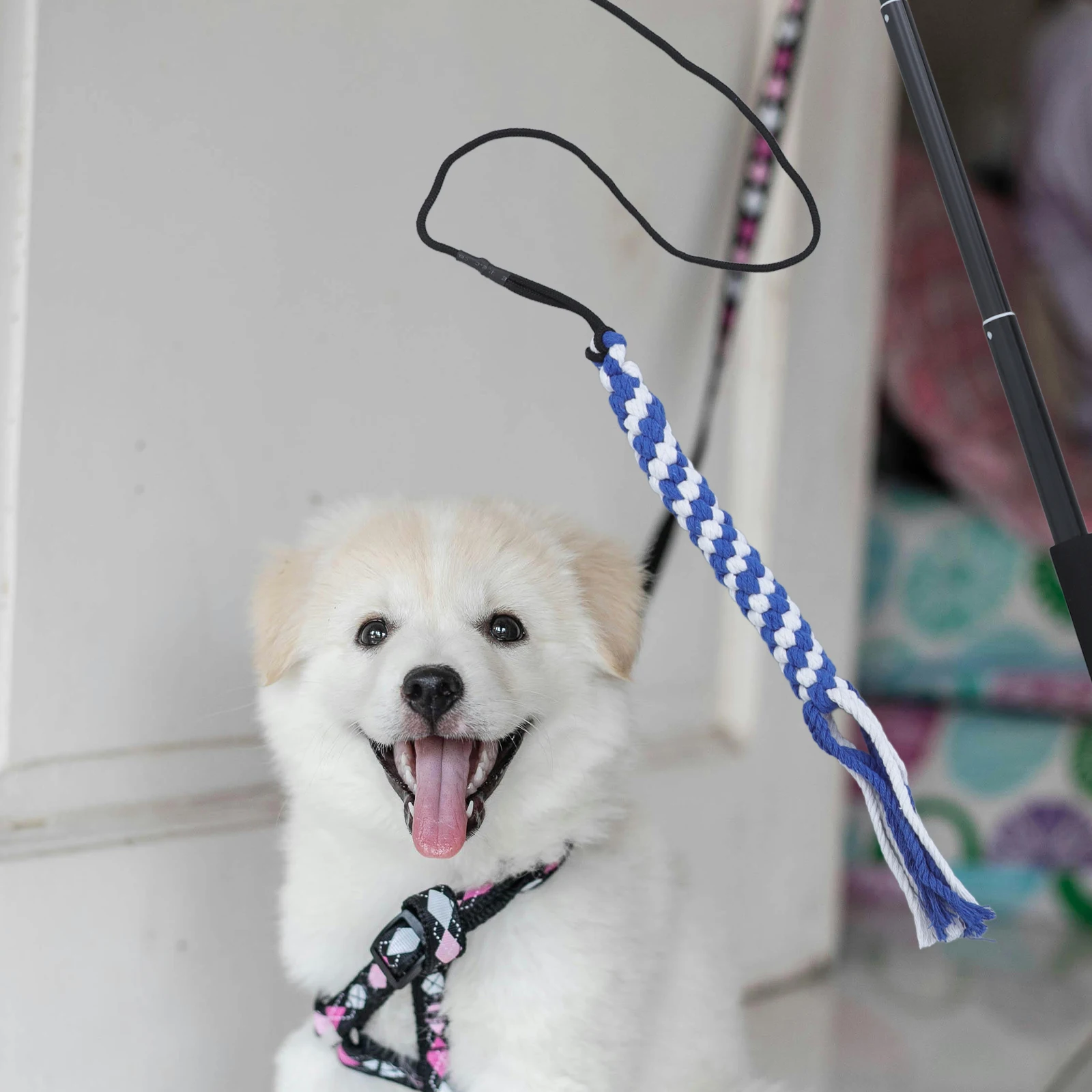 Dog Stick Wand Healthy Exercise Chasing Tail Extendable Flirt Flirt Pet Teaser Pole Pole Yard Puppy Toys Pet Teaser
Dog Stick Wand Healthy Exercise Chasing Tail Extendable Flirt Flirt Pet Teaser Pole Pole Yard Puppy Toys Pet Teaser