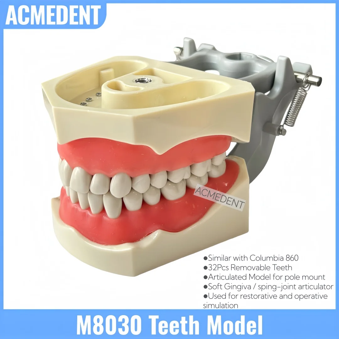 Dental M8030 Typodont Teeth Model 32Pcs Removable Teeth Soft Gum Gingiva Fits Columbia Dentoform 860 Training Study Model
Dental M8030 Typodont Teeth Model 32Pcs Removable Teeth Soft Gum Gingiva Fits Columbia Dentoform 860 Training Study Model