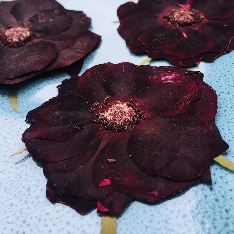 36Pcs Natural Plant Large Flowers Black Rose Embossed Dried Flower Stickers Decoration DIY Creative Materials Dark Style Ins Resin Crafts Pressed Flower Frame Handmade Materials
36Pcs Natural Plant Large Flowers Black Rose Embossed Dried Flower Stickers Decoration DIY Creative Materials Dark Style Ins Resin Crafts Pressed Flower Frame Handmade Materials