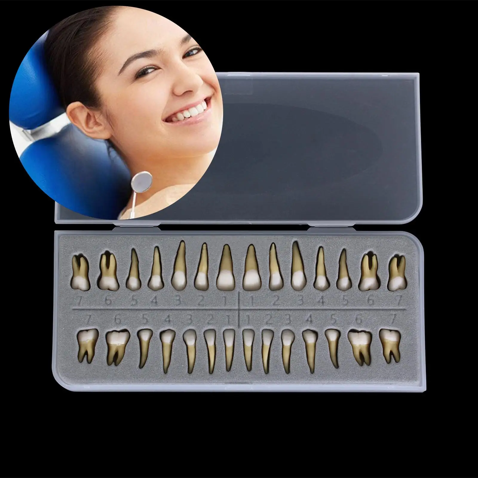 1: 1 Permanent Teeth Model Model Teaching Demonstration Tools
1: 1 Permanent Teeth Model Model Teaching Demonstration Tools