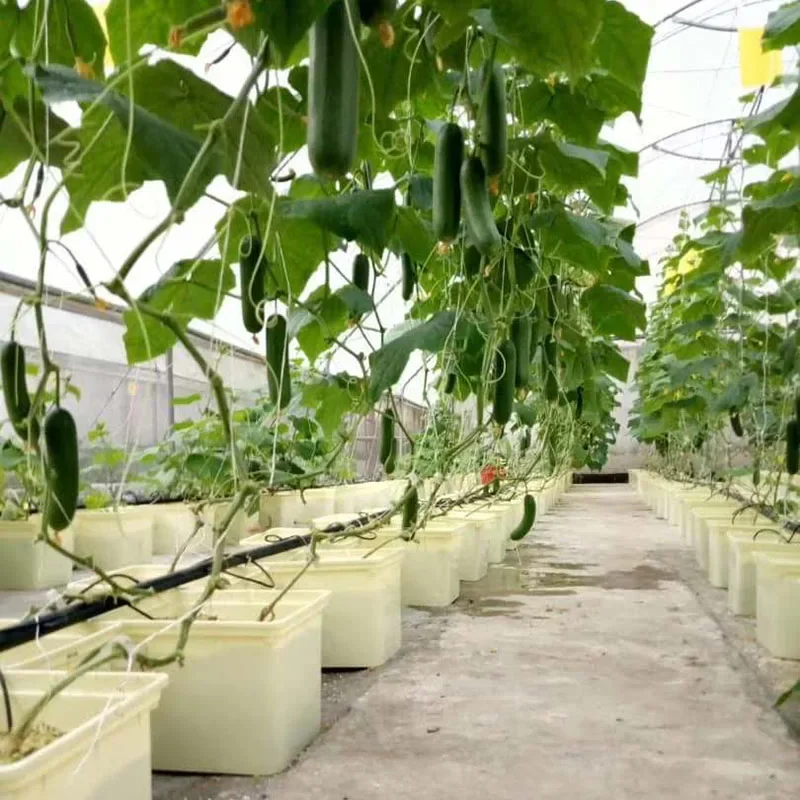 G&N Aquaculture Equipment Dutch Bucket Hydroponics System Pot for Farming Hydroponic Plastic Used with Flower/green Plant
G&N Aquaculture Equipment Dutch Bucket Hydroponics System Pot for Farming Hydroponic Plastic Used with Flower/green Plant