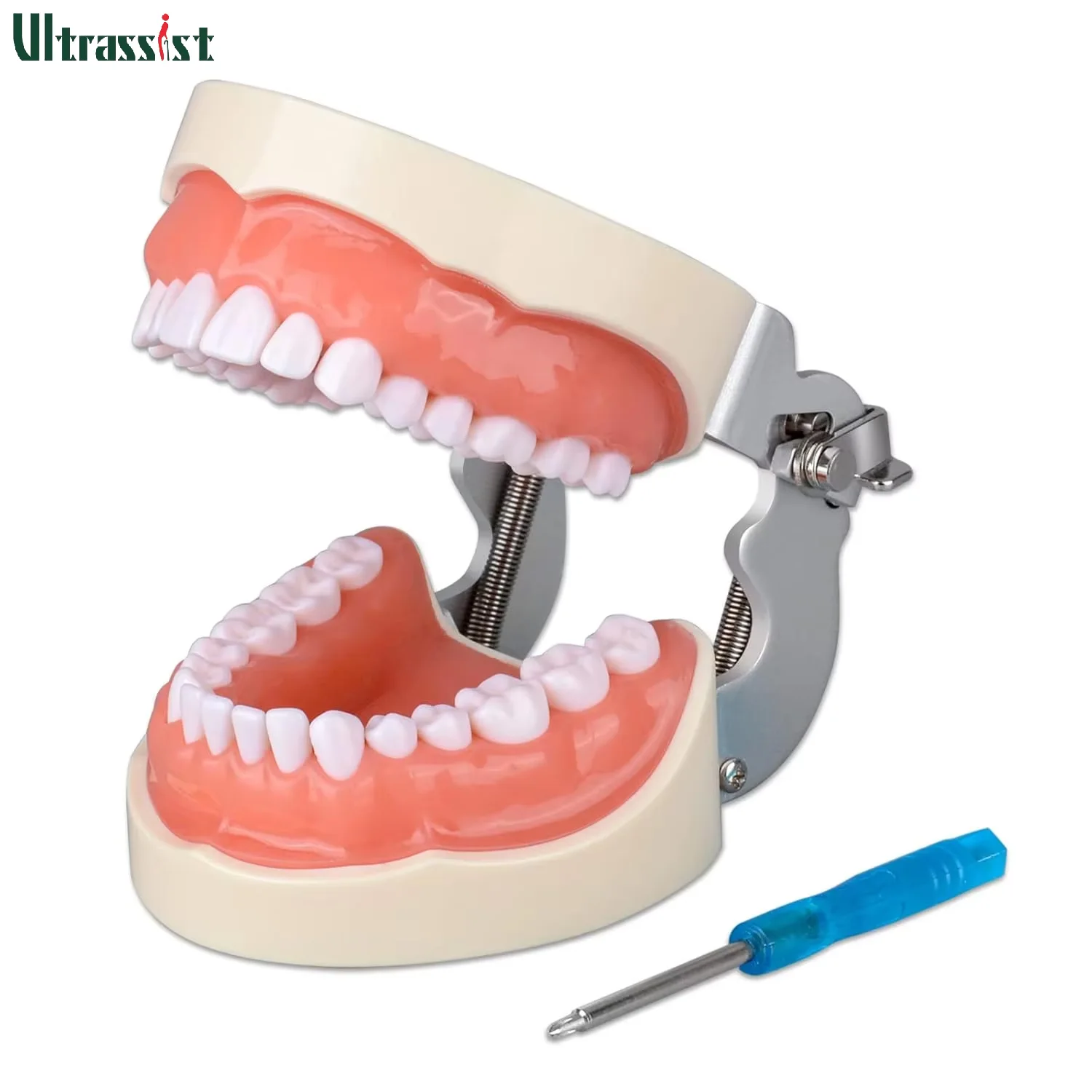 Ultrassist Typodont Teeth Model with 32 Detachable Teeth Soft Gum Tissue for Dental Hygiene Students Teaching and Studying
Ultrassist Typodont Teeth Model with 32 Detachable Teeth Soft Gum Tissue for Dental Hygiene Students Teaching and Studying