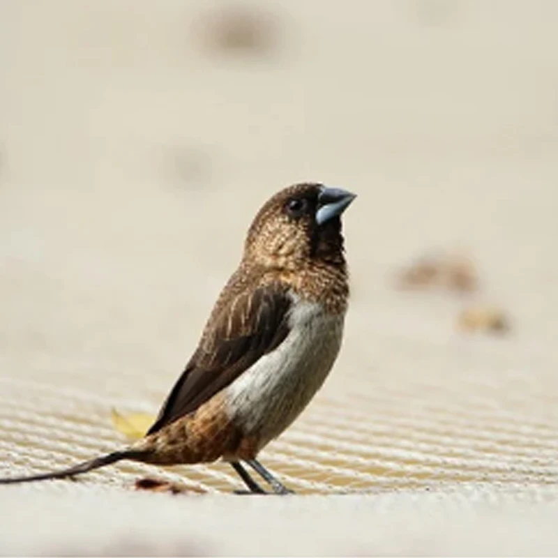 iFlight BLITZ E80 80A Single ESC 2-8S BlHeli32 Dshot600 G071 MCU with CNC Alum Cover for RC FPV Racing Drone
iFlight BLITZ E80 80A Single ESC 2-8S BlHeli32 Dshot600 G071 MCU with CNC Alum Cover for RC FPV Racing Drone