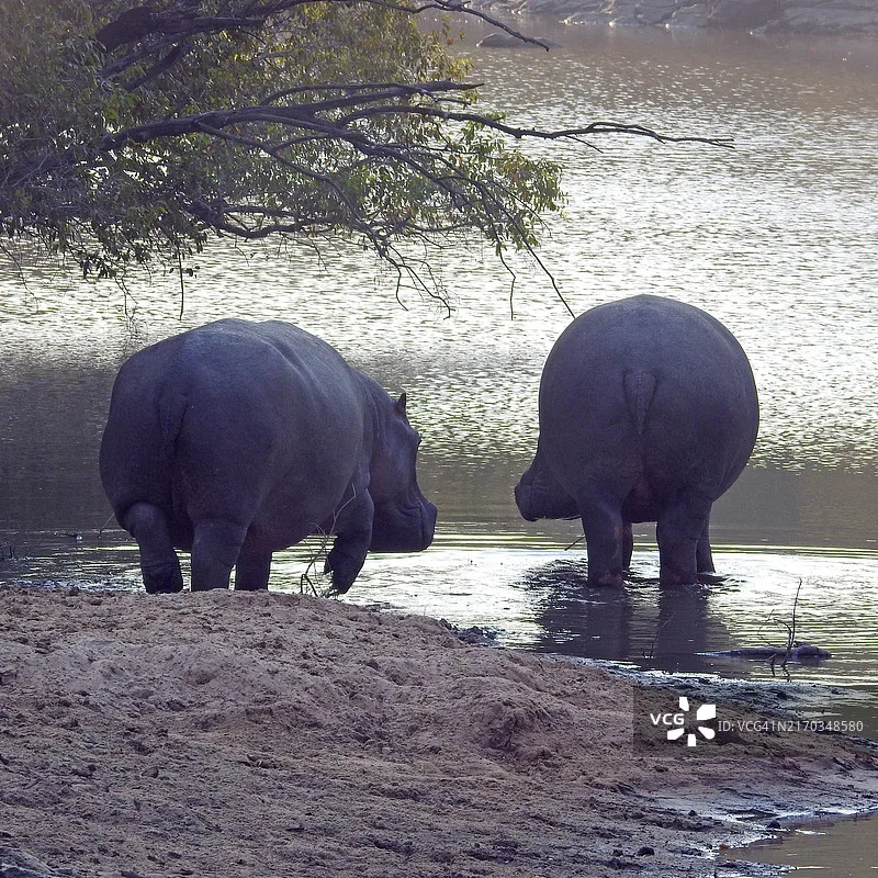 BETAFPV LiteRadio 4 Wireless Remote Controller, 2.4G ELRS, with Bluetooth functionality, suitable for FPV drones.
BETAFPV LiteRadio 4 Wireless Remote Controller, 2.4G ELRS, with Bluetooth functionality, suitable for FPV drones.