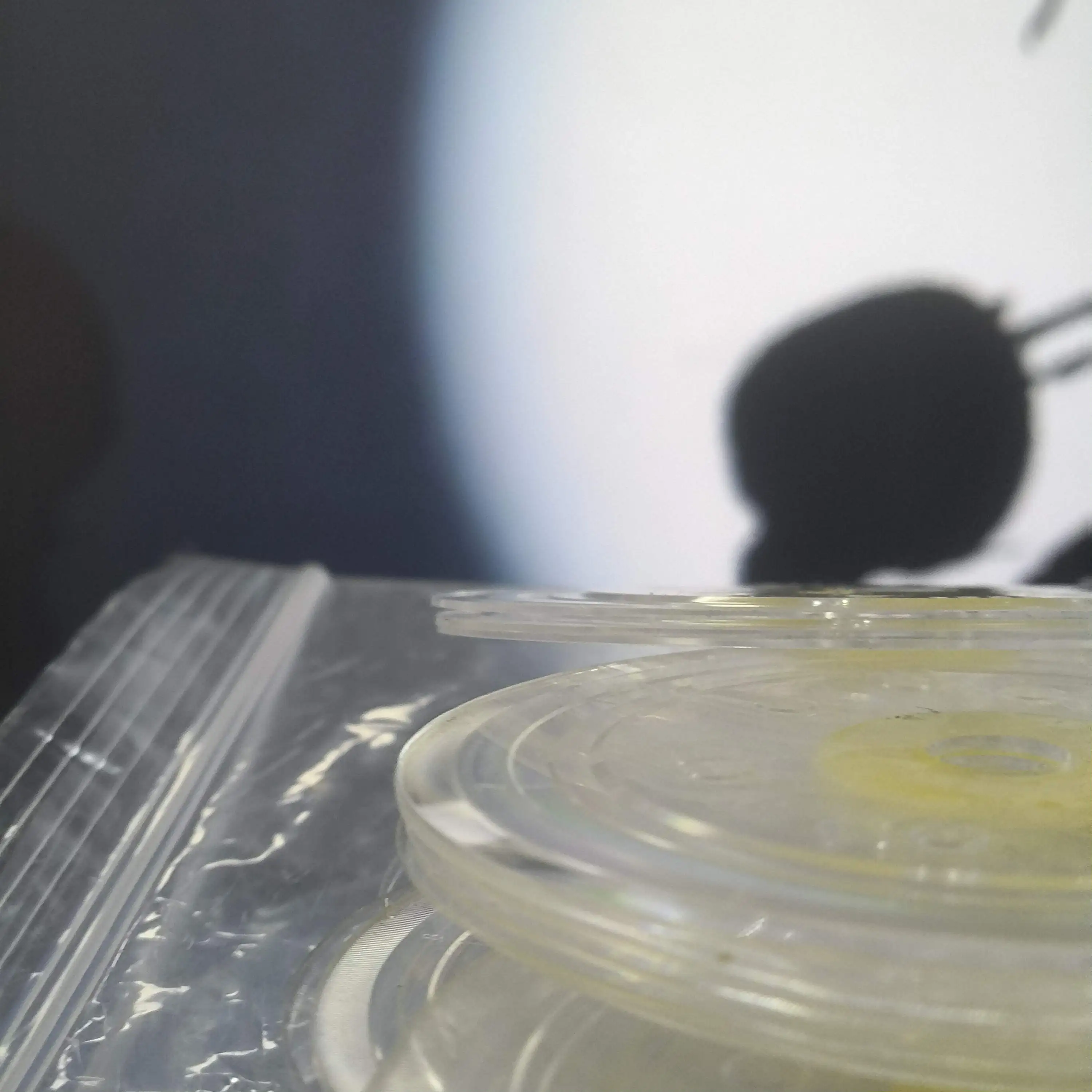 10X 1571785 Диск ГРМ кодера для EPSON L1110 L3110 L3115 L3116 L3150 L3156 L5190 M1100 M1120
10X 1571785 Диск ГРМ кодера для EPSON L1110 L3110 L3115 L3116 L3150 L3156 L5190 M1100 M1120