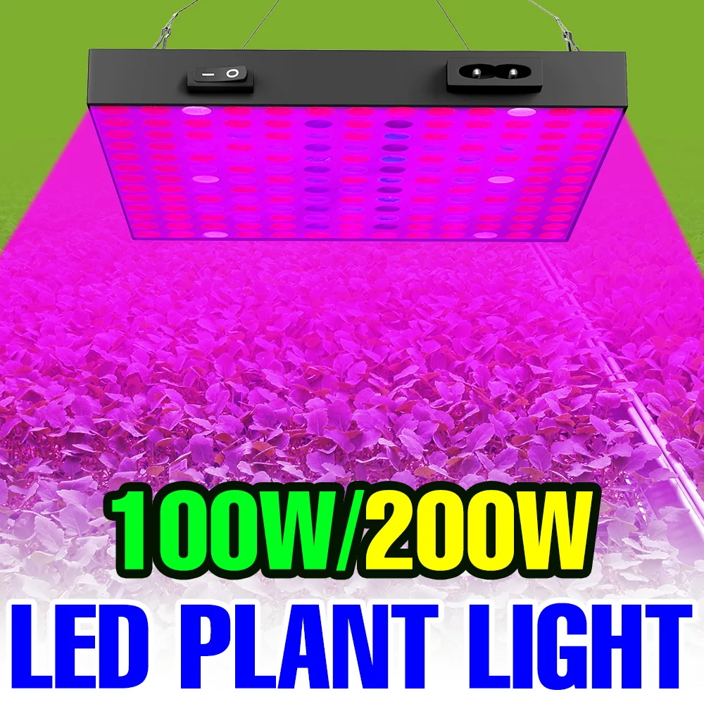 200W Full Spectrum LED Grow Light Quantum Board Plant Lamp 110V Indoor Greenhouse Tent Vegs Hydroponic Cultivation Fill Lighting
200W Full Spectrum LED Grow Light Quantum Board Plant Lamp 110V Indoor Greenhouse Tent Vegs Hydroponic Cultivation Fill Lighting