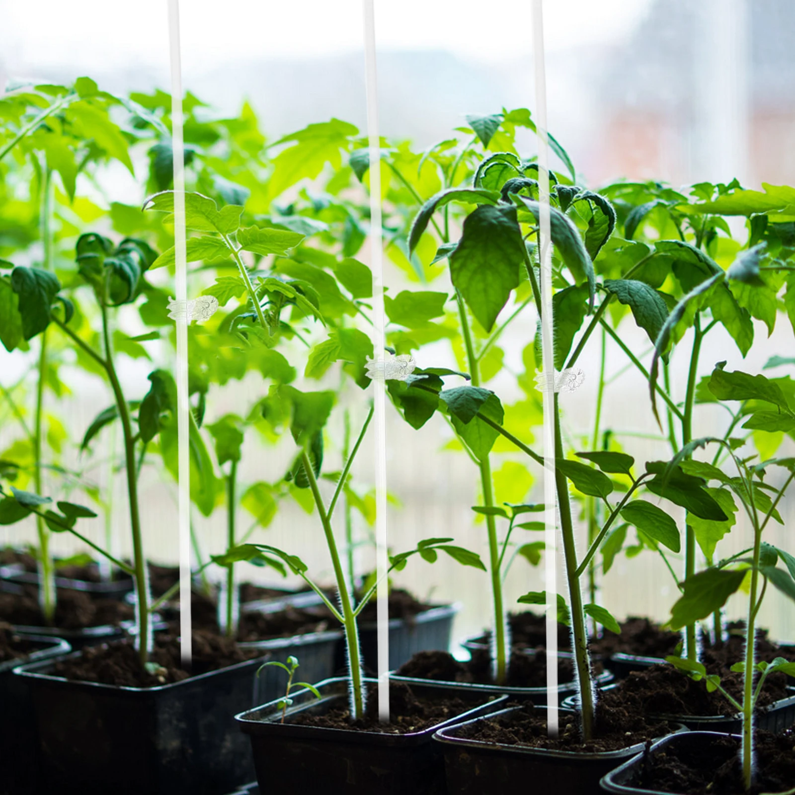 1 set 1 Set Acrylic Plant Support Stakes For Orchid Rose Vine Clear Stem Holder Garden Bracket Potted Plant Trellis Flower Frame
1 set 1 Set Acrylic Plant Support Stakes For Orchid Rose Vine Clear Stem Holder Garden Bracket Potted Plant Trellis Flower Frame