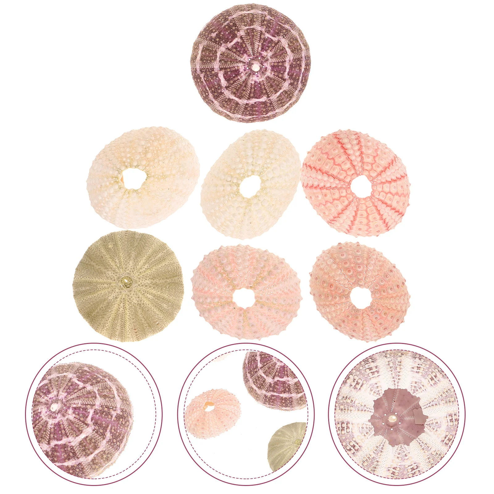 7Pcs Sea Urchin Shell Plant Holders Creative Air Plant Pots for Home Decor Aquarium Landscape Succulent Display Container
7Pcs Sea Urchin Shell Plant Holders Creative Air Plant Pots for Home Decor Aquarium Landscape Succulent Display Container