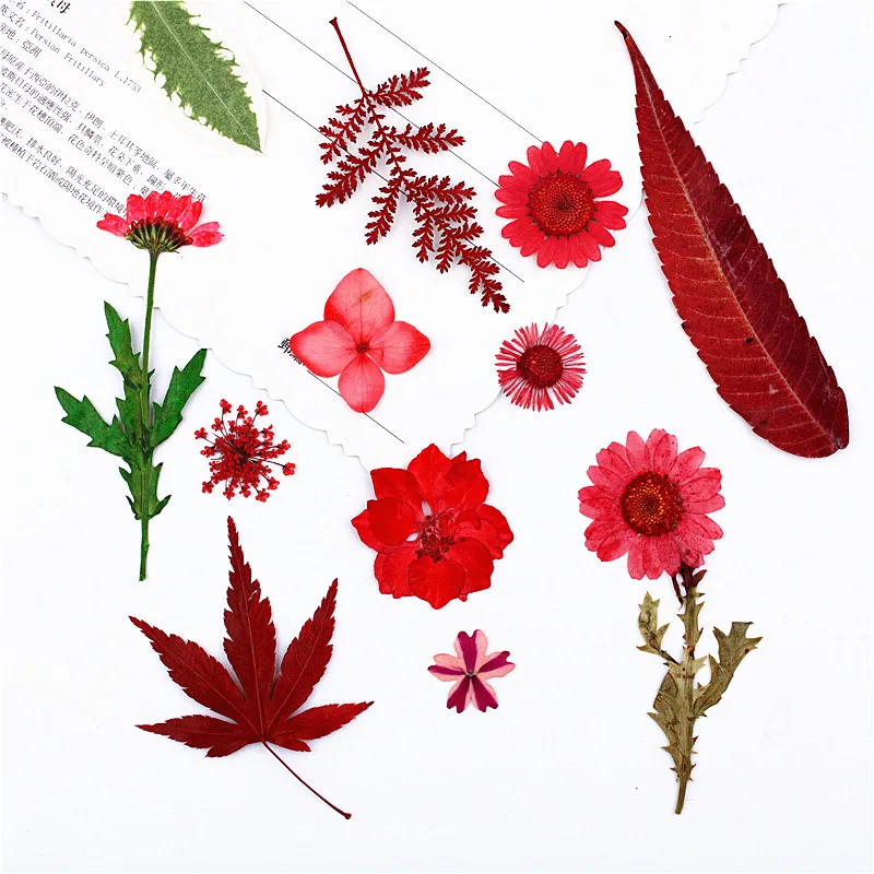 Children's Embossing DIY Material Kit, Embossed DIY Bookmark, Resin Phone Case, Plant Specimen, Red Flower Field Dried Flower Combination Pack
Children's Embossing DIY Material Kit, Embossed DIY Bookmark, Resin Phone Case, Plant Specimen, Red Flower Field Dried Flower Combination Pack