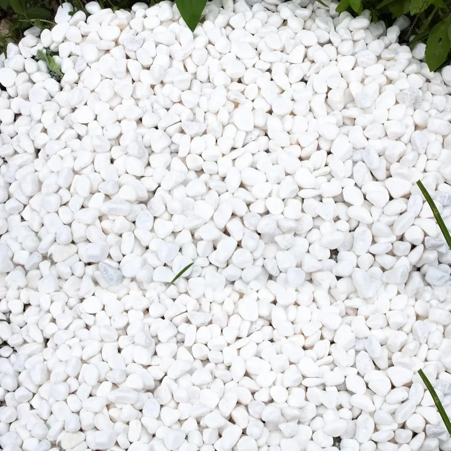 45lb White Rocks for Plants,Potting,Succulents Aquarium Fish Tank Garden Vases Decorative Pebbles Gravel Rocks Stones
45lb White Rocks for Plants,Potting,Succulents Aquarium Fish Tank Garden Vases Decorative Pebbles Gravel Rocks Stones