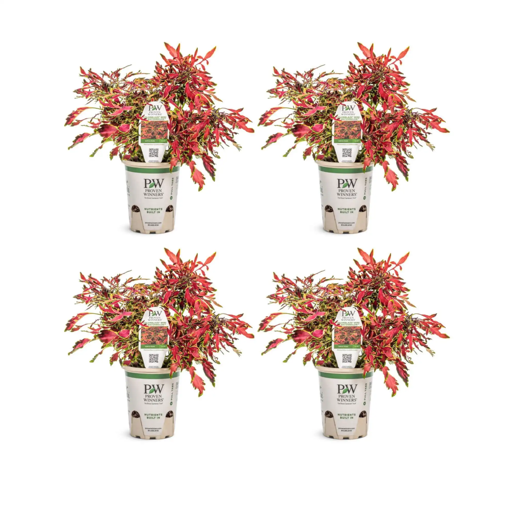 Orange ColorBlaze Mini Me Watermelon Coleus Live Plants in 4.25 Inch Pots Set of Four
Orange ColorBlaze Mini Me Watermelon Coleus Live Plants in 4.25 Inch Pots Set of Four