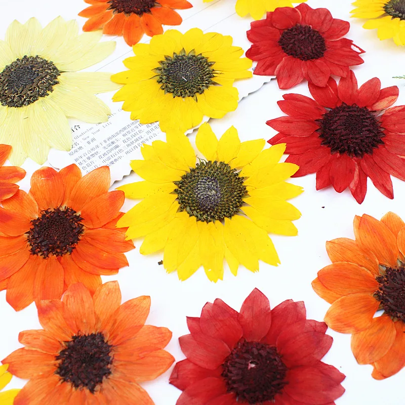 30 Sunflower Pressed Flowers Bookmark Postcard Greeting Card Plant Specimen Bridal Makeup Sunflower Pressed Flower Material DIY Resin Phone Case Bookmark
30 Sunflower Pressed Flowers Bookmark Postcard Greeting Card Plant Specimen Bridal Makeup Sunflower Pressed Flower Material DIY Resin Phone Case Bookmark