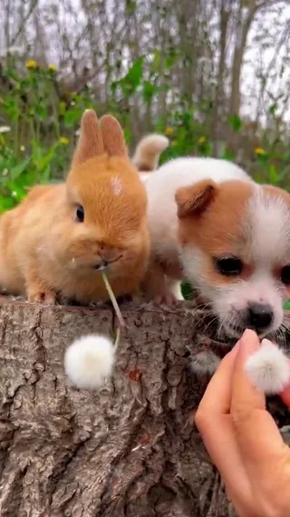 7 pieces of Trxs Trx4m axial Scx24 Fms Fcx24 1/18 1/24 Rc small tracked vehicle nut screwdriver hexagonal screwdriver tool kit
7 pieces of Trxs Trx4m axial Scx24 Fms Fcx24 1/18 1/24 Rc small tracked vehicle nut screwdriver hexagonal screwdriver tool kit