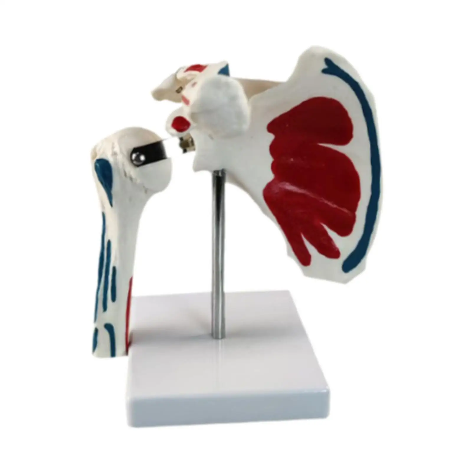 Human Shoulder Joint Model with Flexible Ligaments Muscle Origin Teaching Aid for Educational Tool Anatomical Demonstration
Human Shoulder Joint Model with Flexible Ligaments Muscle Origin Teaching Aid for Educational Tool Anatomical Demonstration