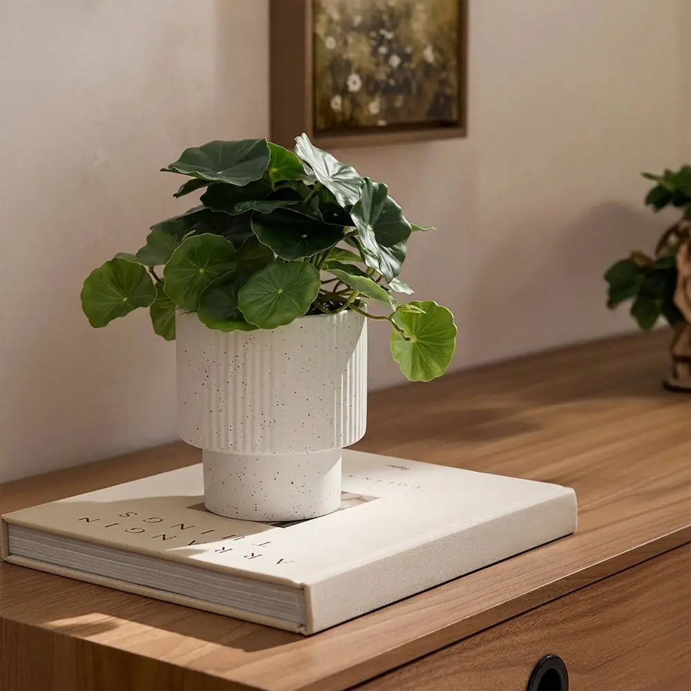 Money Plant In Ribbed Speckled Ceramic Pot, 9.5
Money Plant In Ribbed Speckled Ceramic Pot, 9.5