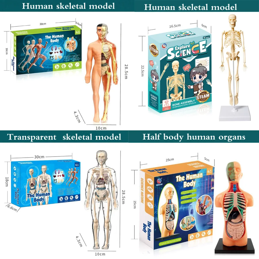 Human Body Torso Anatomical Model Learning Eyes Internal Organs Skeleton Visceral Brain Assembly Display Educational Teaching
Human Body Torso Anatomical Model Learning Eyes Internal Organs Skeleton Visceral Brain Assembly Display Educational Teaching