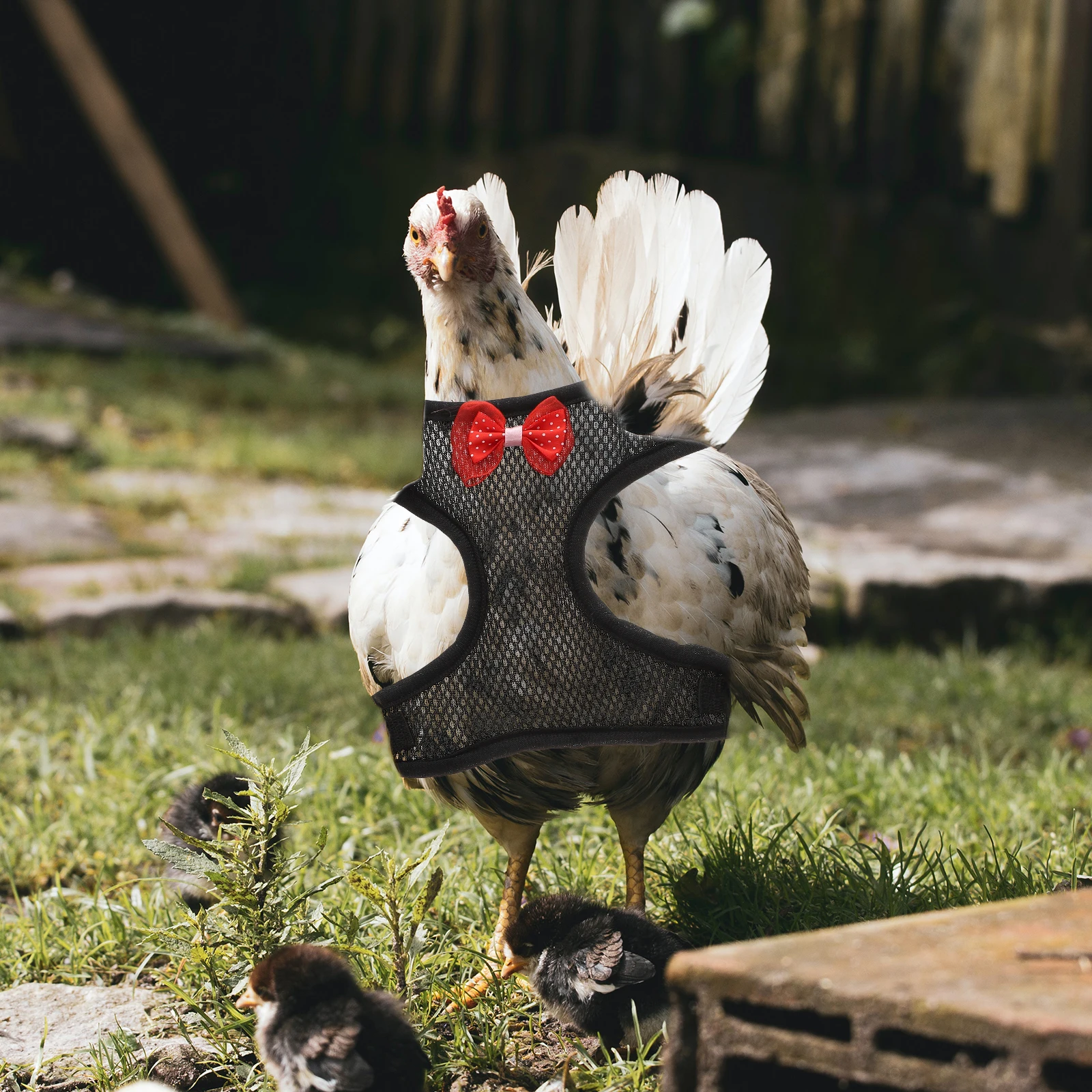 Harness Pet Chicken Strap Chickens Harnesses Various Leash Black Fabric Rooster
Harness Pet Chicken Strap Chickens Harnesses Various Leash Black Fabric Rooster