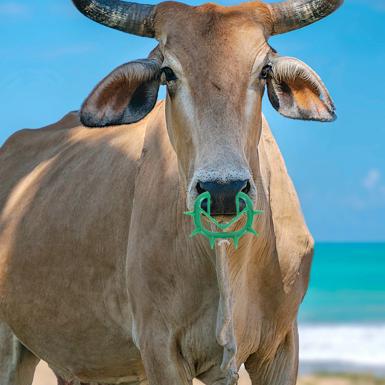 6pcs Cattle Weaner Calf Nose Clip Plastic Prevent Sucking Tool Weaning Equipment Livestock Farming Supplies PP Material
6pcs Cattle Weaner Calf Nose Clip Plastic Prevent Sucking Tool Weaning Equipment Livestock Farming Supplies PP Material