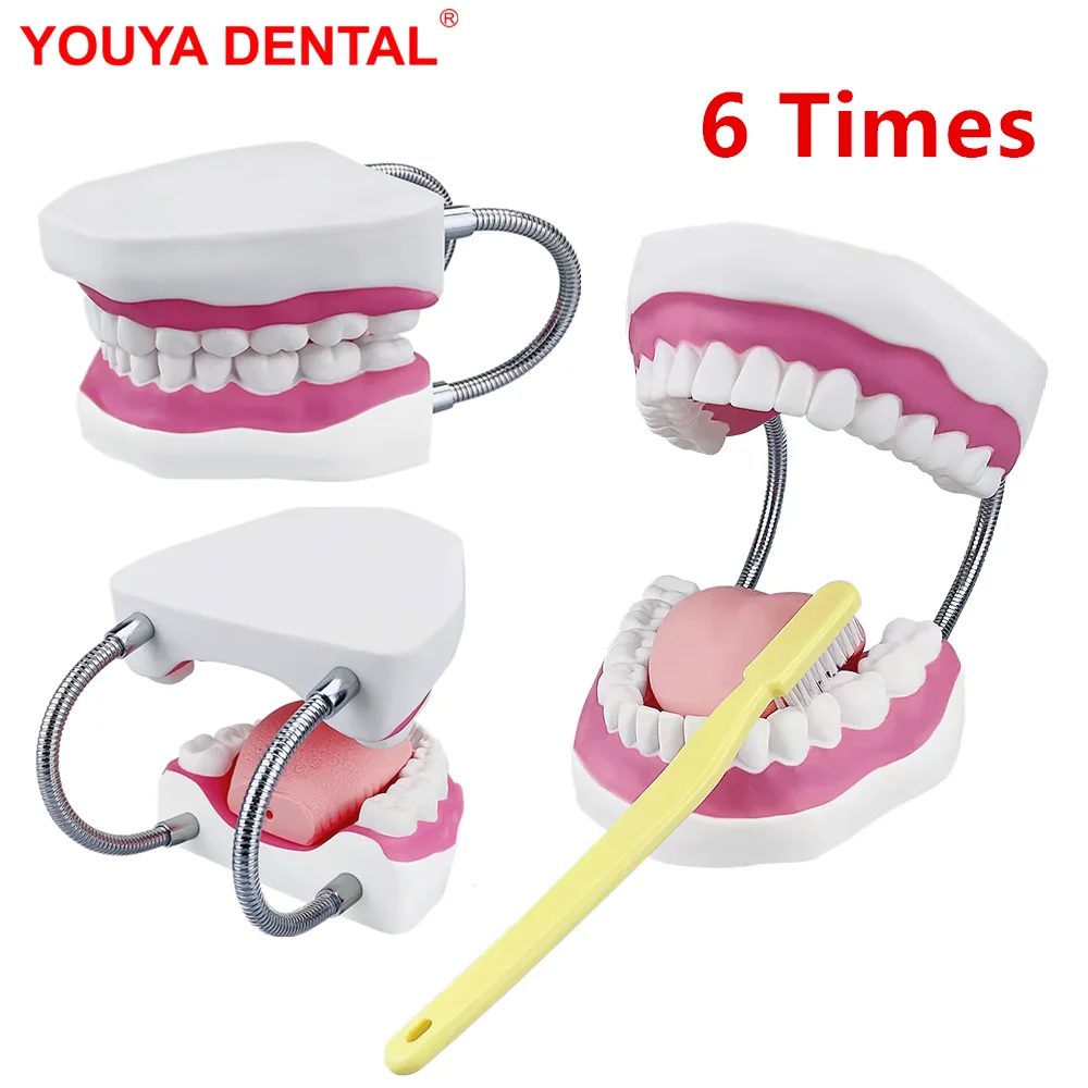 6 Times Big Mouth Model With Teeth And Tongue Large Dental Model With Toothbrush Tooth Brushing Study Model For Teaching Display
6 Times Big Mouth Model With Teeth And Tongue Large Dental Model With Toothbrush Tooth Brushing Study Model For Teaching Display