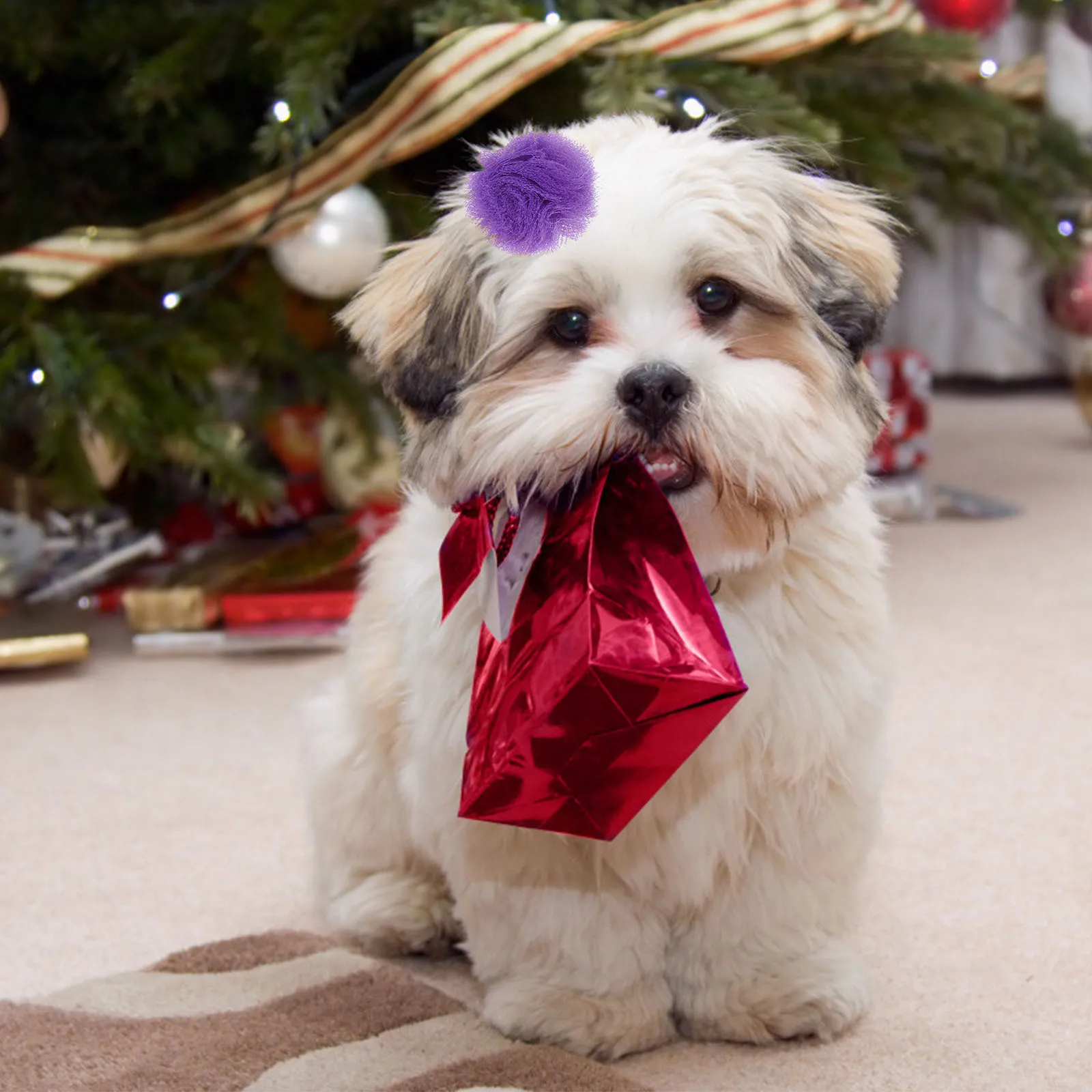 20pcs Small Bow For Pets Cute Stretchy Pet Ring Dog Tie Pet Hair Holder Puppy Hair Rope Elastic Ring Accessory
20pcs Small Bow For Pets Cute Stretchy Pet Ring Dog Tie Pet Hair Holder Puppy Hair Rope Elastic Ring Accessory