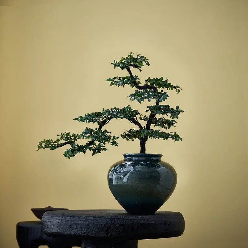 Bonsai indoor living room office is good to raise evergreen green plants
Bonsai indoor living room office is good to raise evergreen green plants