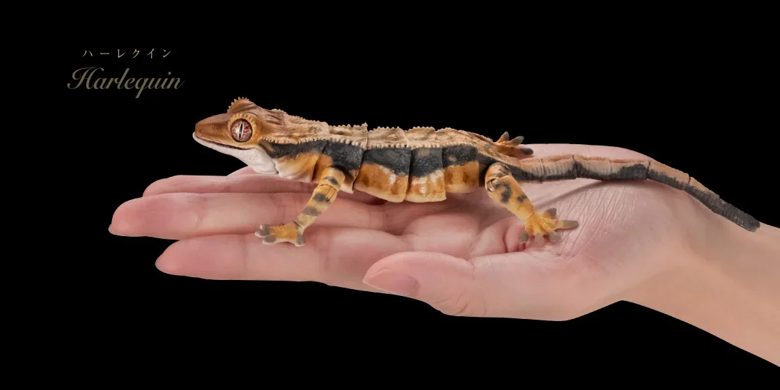 Genuine Popularity Gacha Biological Atlas Crested Gecko Correlophus Ciliatus 02 Joint Movable Action Figure Model Toys
Genuine Popularity Gacha Biological Atlas Crested Gecko Correlophus Ciliatus 02 Joint Movable Action Figure Model Toys