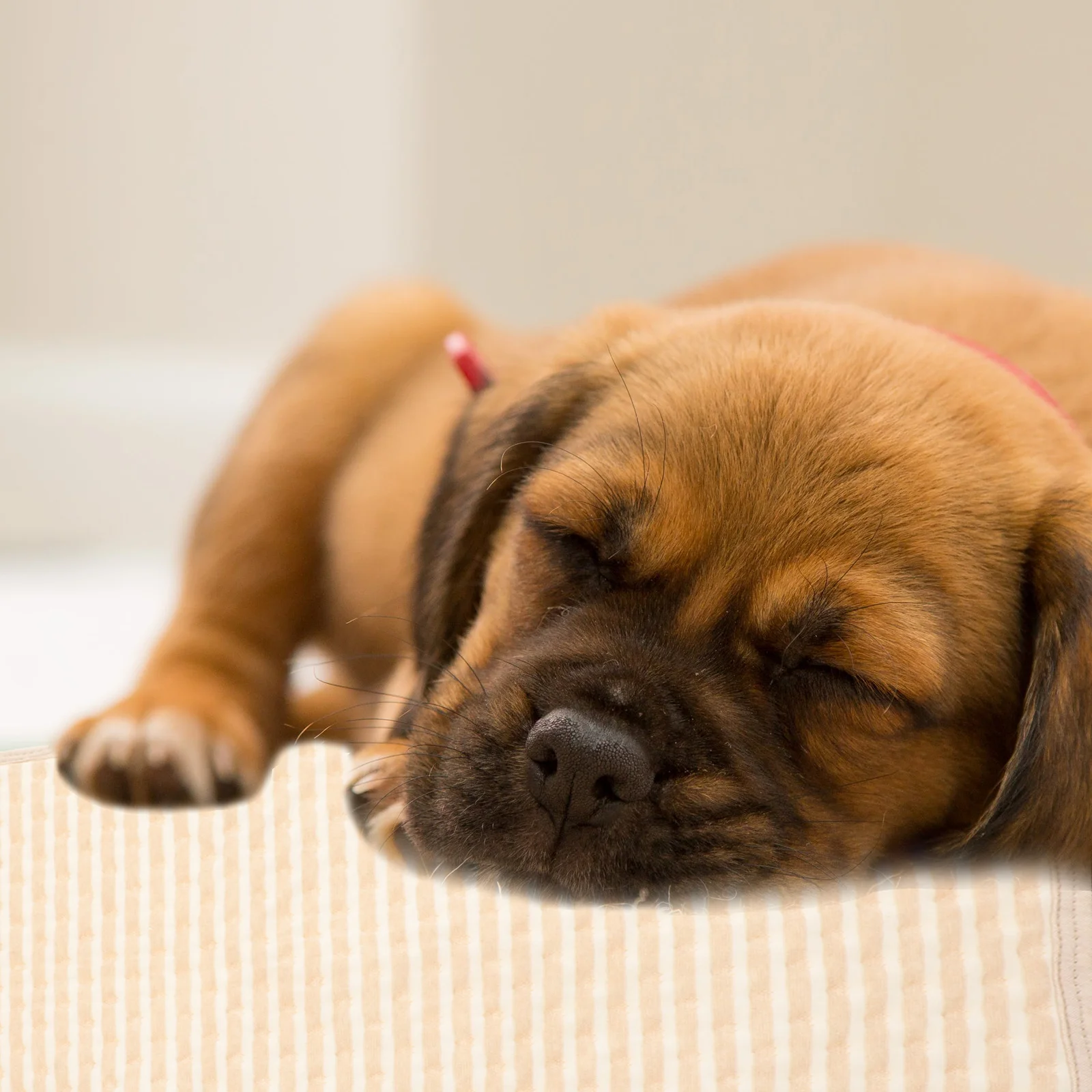 2Pcs Absorbent Pet Pee Pads Waterproof Washable Dog Puppy Training Mat Reusable for Home Car Travel Dog Pee Pad
2Pcs Absorbent Pet Pee Pads Waterproof Washable Dog Puppy Training Mat Reusable for Home Car Travel Dog Pee Pad