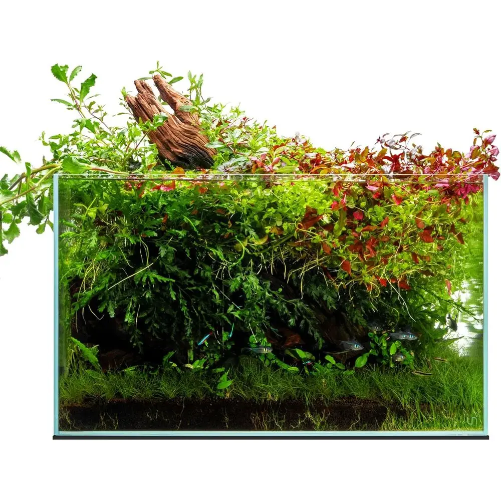 Ultra Clear 20.5 Gallon Aquarium Tank - 77.7L, 60x36x36 CM, 6mm Glass, Leveling Mat - Low Iron, High Clarity with 45° Edges
Ultra Clear 20.5 Gallon Aquarium Tank - 77.7L, 60x36x36 CM, 6mm Glass, Leveling Mat - Low Iron, High Clarity with 45° Edges