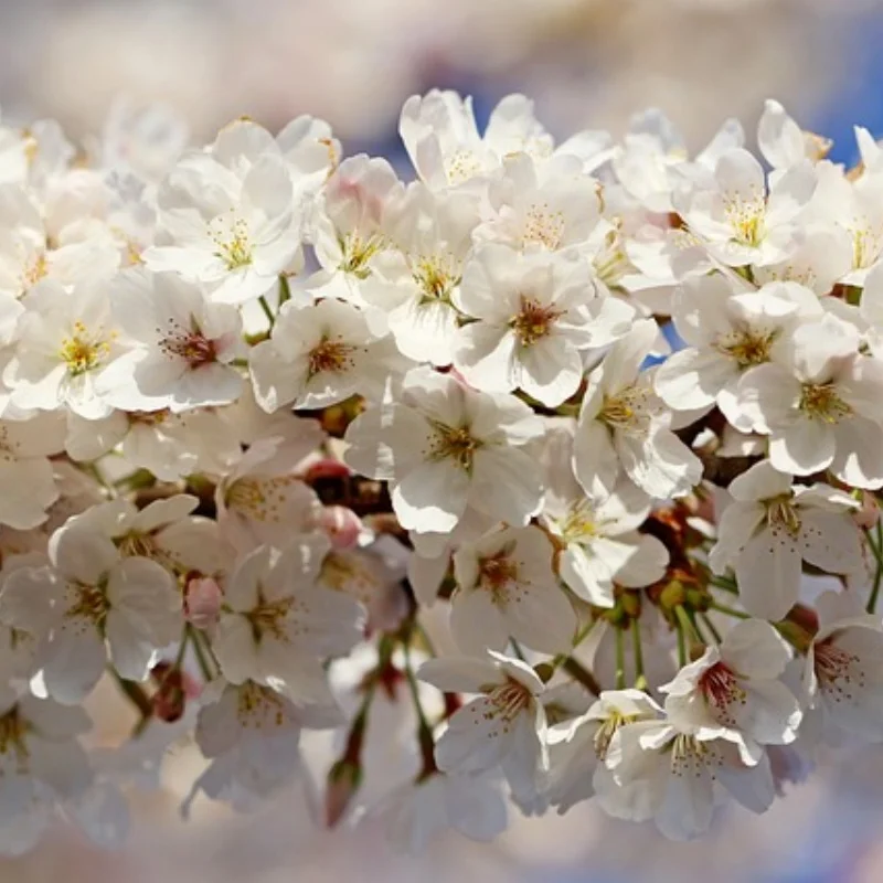 10pcs/set Ball Link 10 in 1 RC Helicopter Screwdriver Pliers Hex Hand Repair Tools Kits(1set) rc tools set Dropship
10pcs/set Ball Link 10 in 1 RC Helicopter Screwdriver Pliers Hex Hand Repair Tools Kits(1set) rc tools set Dropship