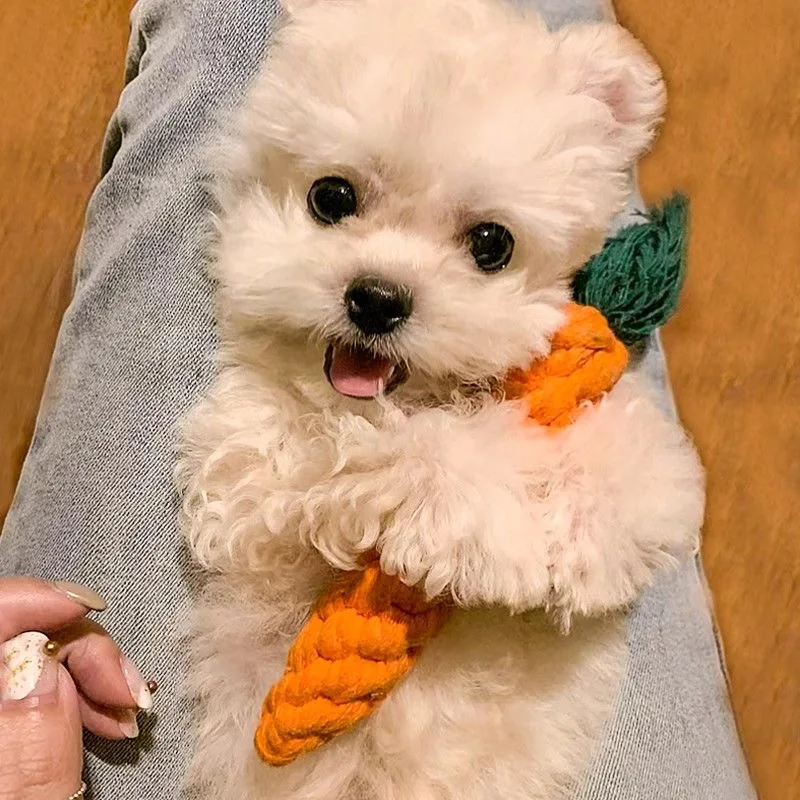 Cat Toy Carrot Sound Pet Products Bite Resistant Paper Rope Scratcher Clean Teeth Interactive Play Cat Carrot Chew Toy for Cat
Cat Toy Carrot Sound Pet Products Bite Resistant Paper Rope Scratcher Clean Teeth Interactive Play Cat Carrot Chew Toy for Cat