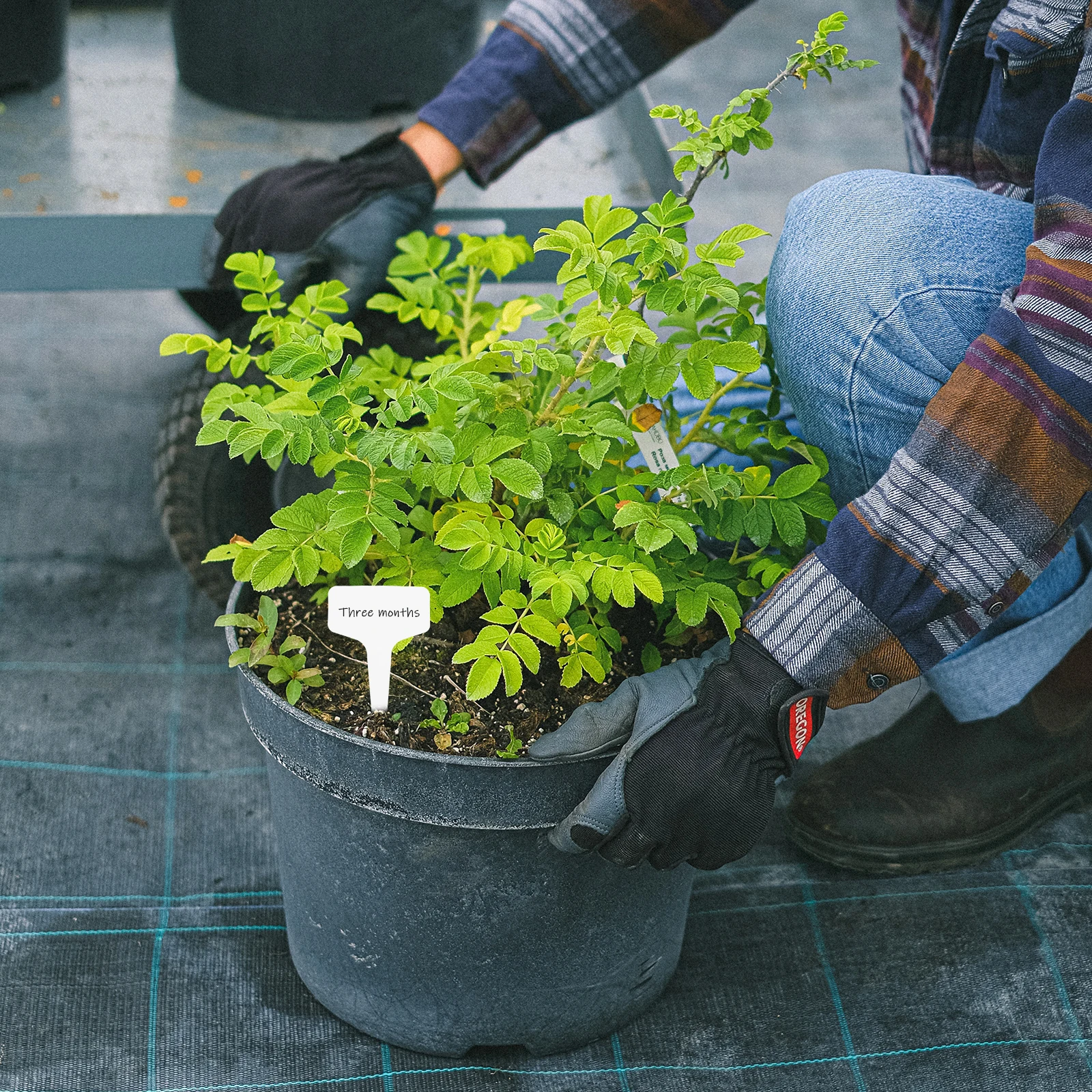 Gardening Labels Practical Plant Markers T-type Tags Plastic Classify Plants Name 
Gardening Labels Practical Plant Markers T-type Tags Plastic Classify Plants Name